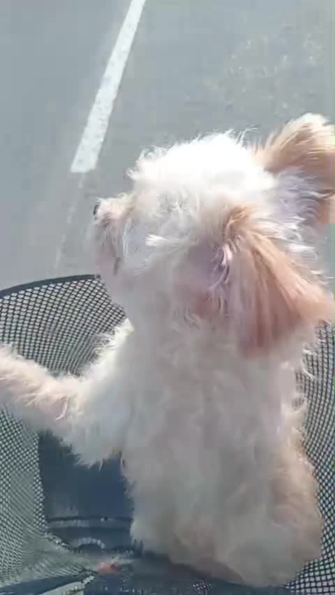 Mara.. 🐶😉😁😂❤️