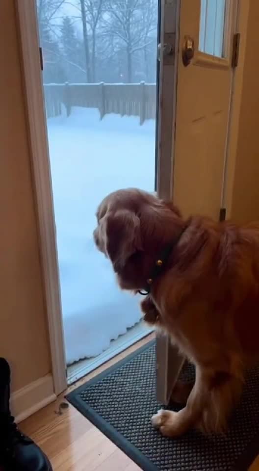 Too Cold, Nope – Dog's One-Step Regret! 🐶🥶❄️