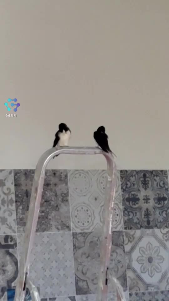 Video de @gupiuser375855