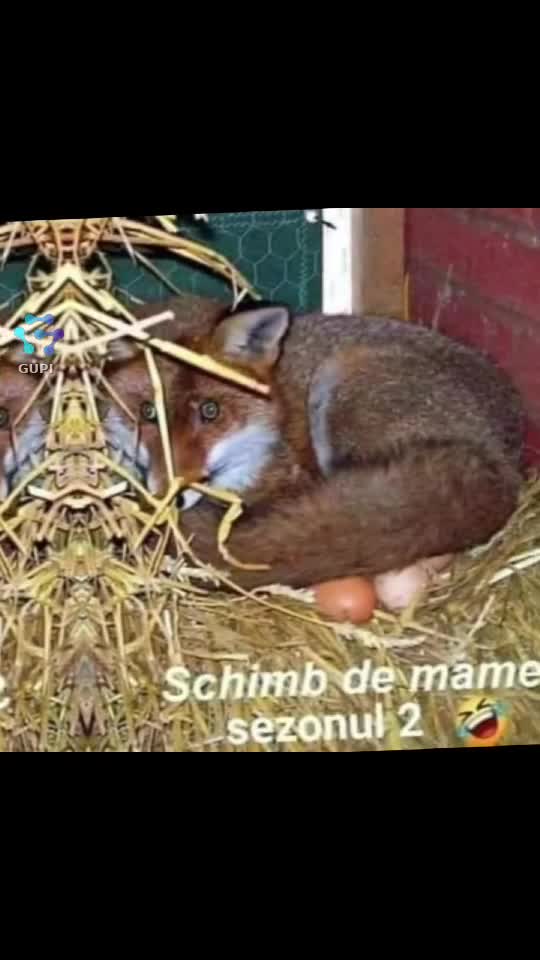 schimb de mame... sezonul doi...😁😁
