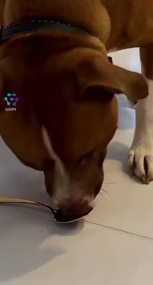 Dog Overreacts to a Spoon Like It's a Horror Movie! 🐶🎭😱