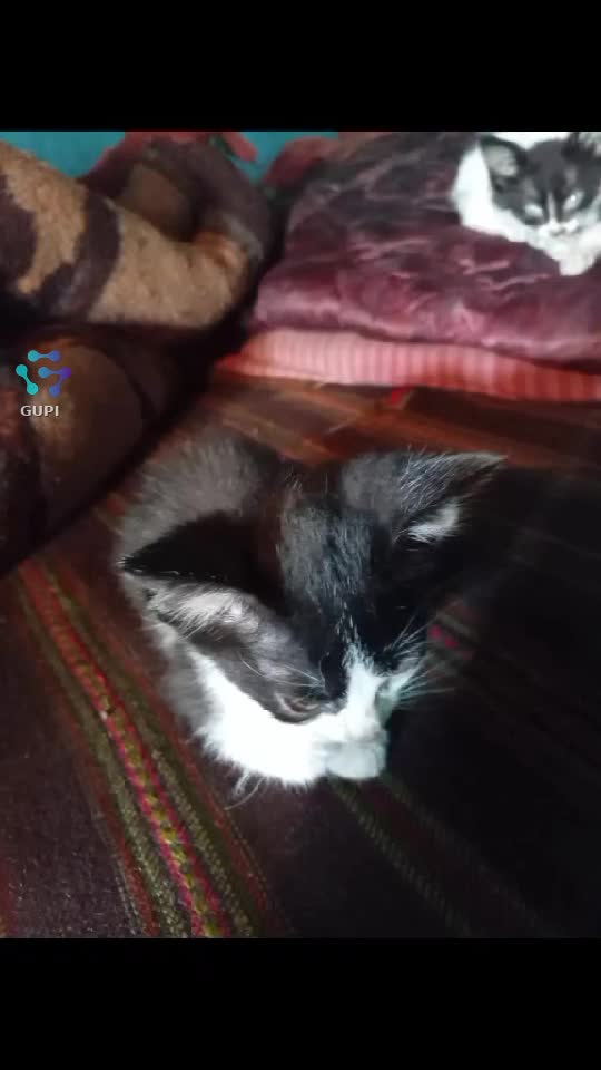 Video de @gupiuser329087