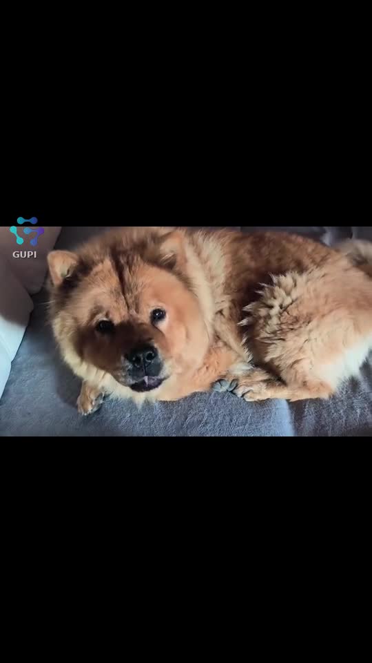 Video de @gupiuser78702