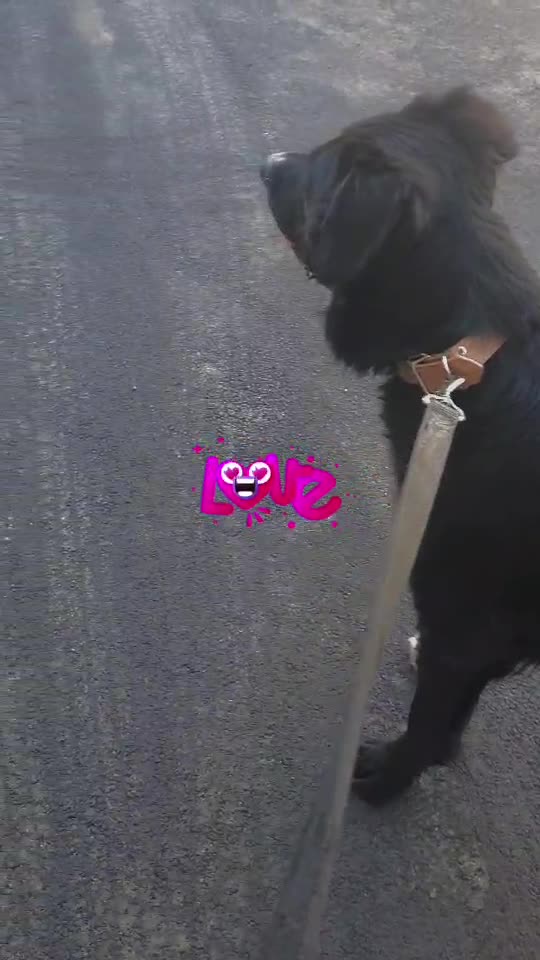 oreo 🥰
