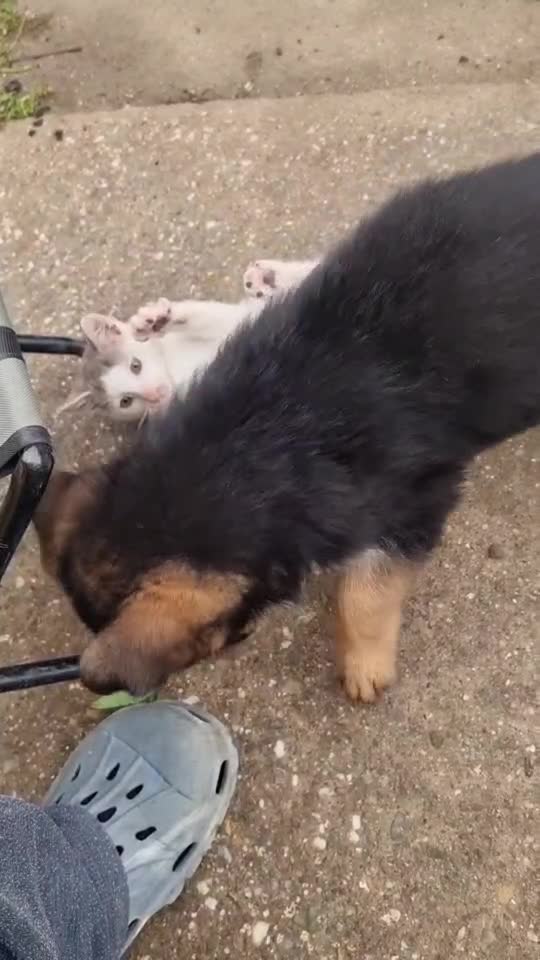 Video