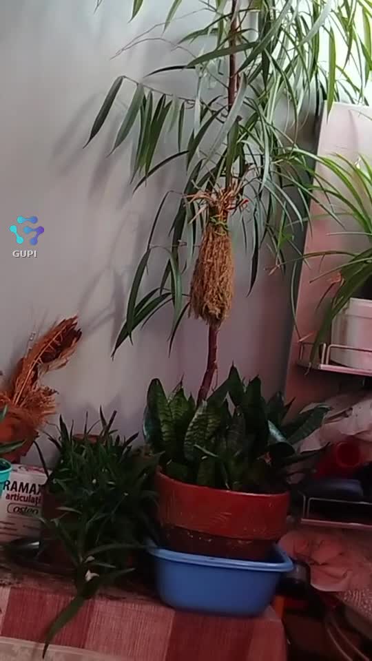 Video de @gupiuser153804