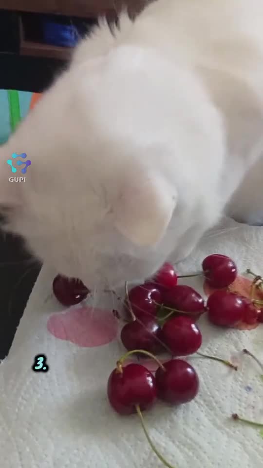 Video de @gupiuser94724