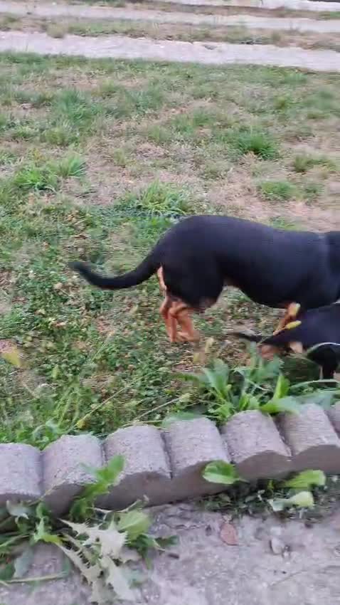 Cățeluși frumoși!!