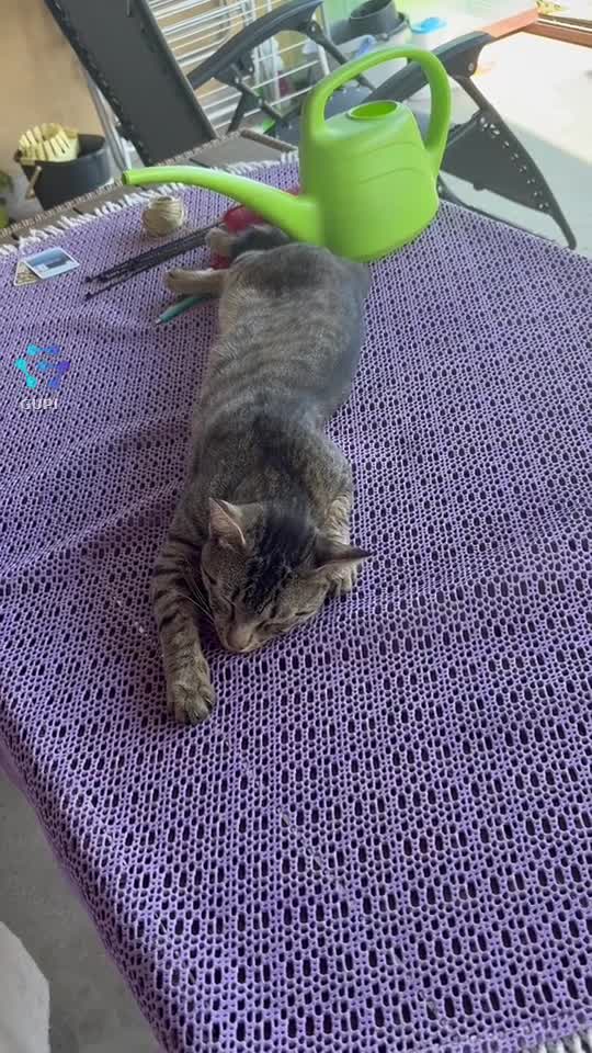 viața de pisic