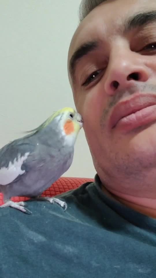 KOCO🦜      ăsăriexotice        ări