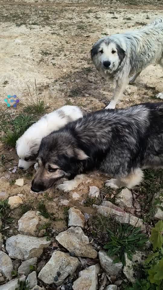 |||{"overlays":[{"text":"Cea mai frumoasă primire e bucuria cățeilor când opresc la ei… parcă uită de toate și vin cu codițele fericite spre mine. 🐶❤️","x":0.06890236183449071,"y":0.8054194408097293,"fontSize":14.248886477139843,"color":4294967295,"isEmoji":false}]}