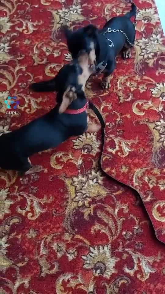 Video de @laliyale