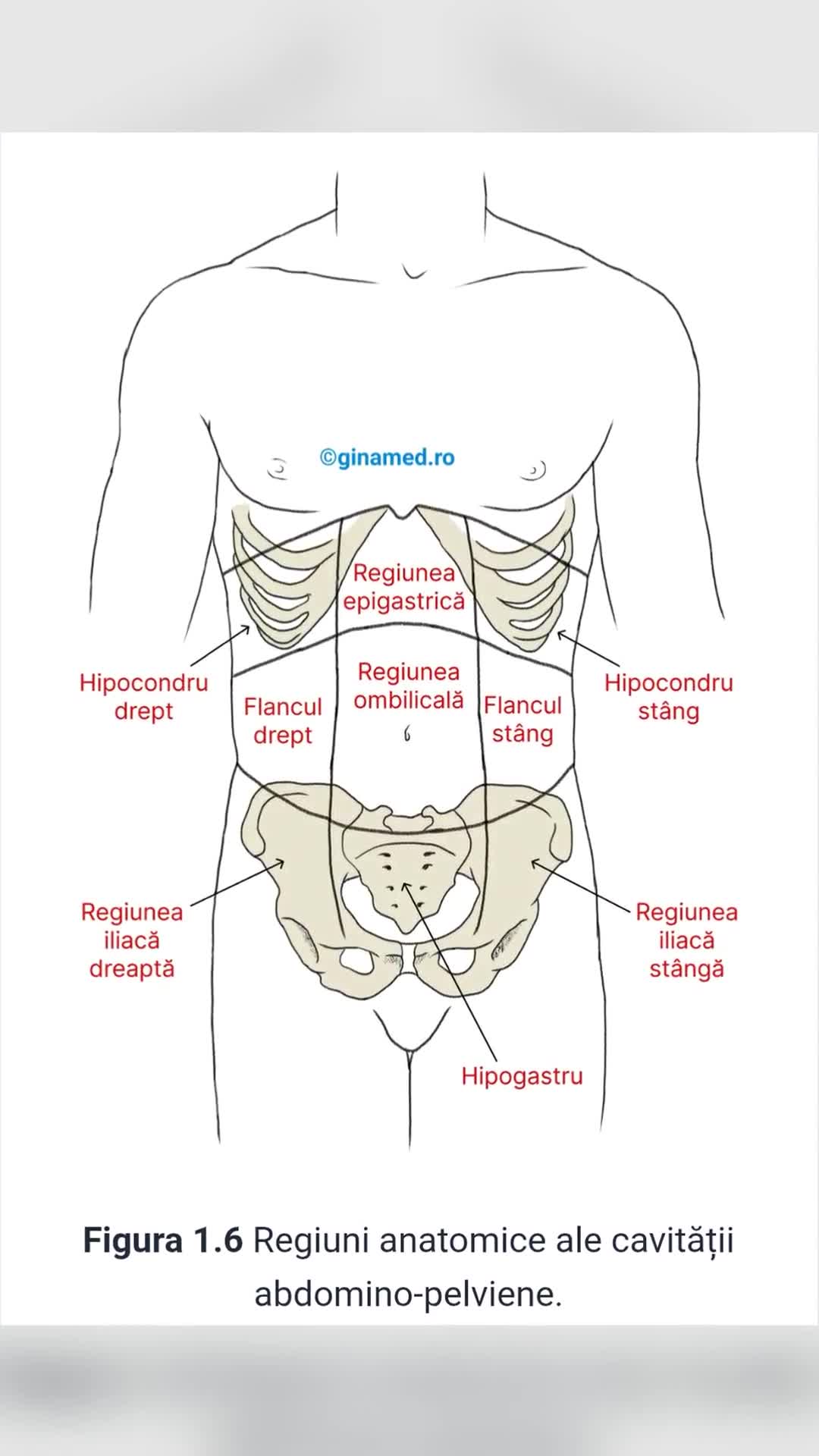 Regiuni anatomice ale cavitatii abdomino pelviene!