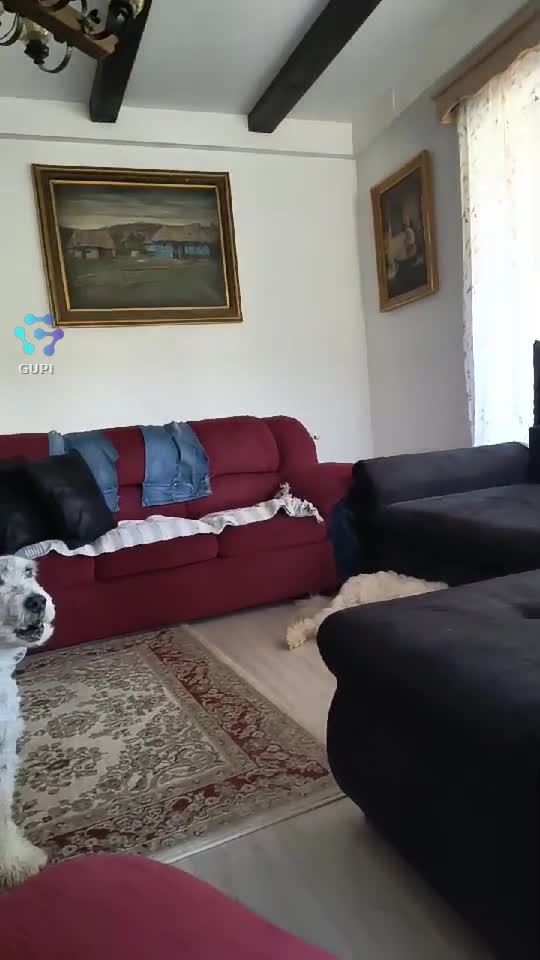 Video de @gupiuser164981