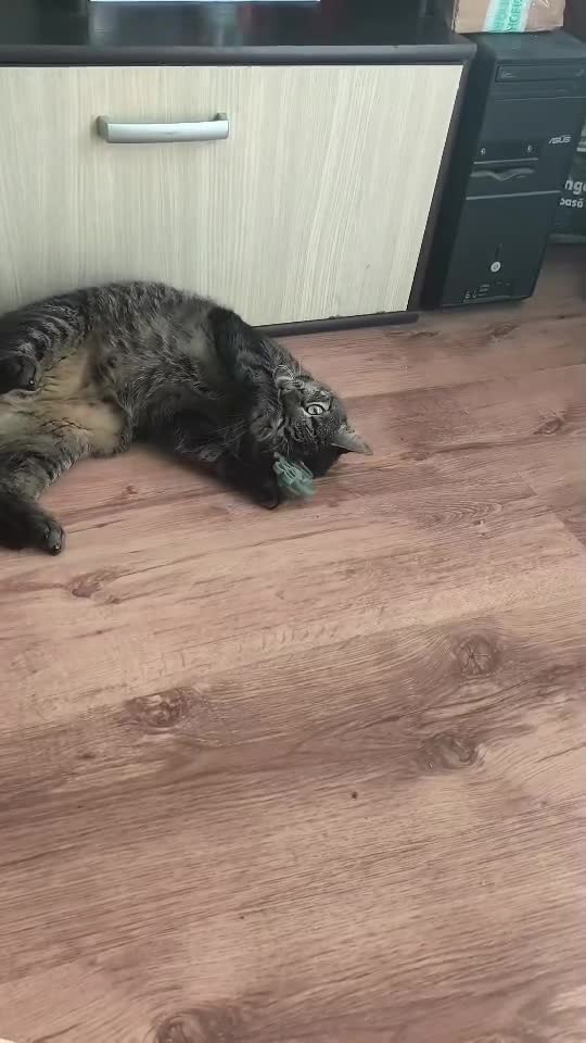 #cat