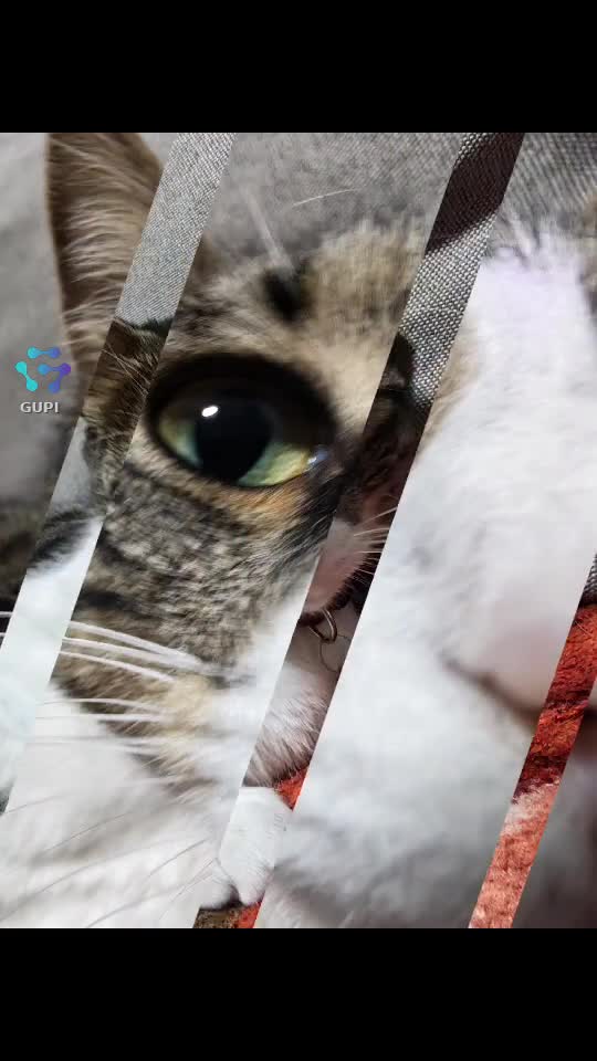 Video de @gupiuser160955