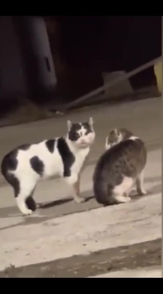 funnyvideos