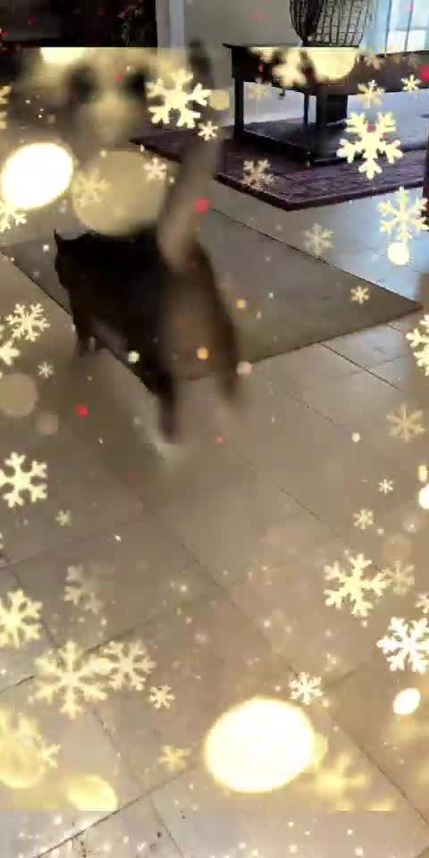 Cat Treats Cold Floor Like LAVA! 😾🔥❄️
Dramatic refusal to step on freezing tiles 😂🐱