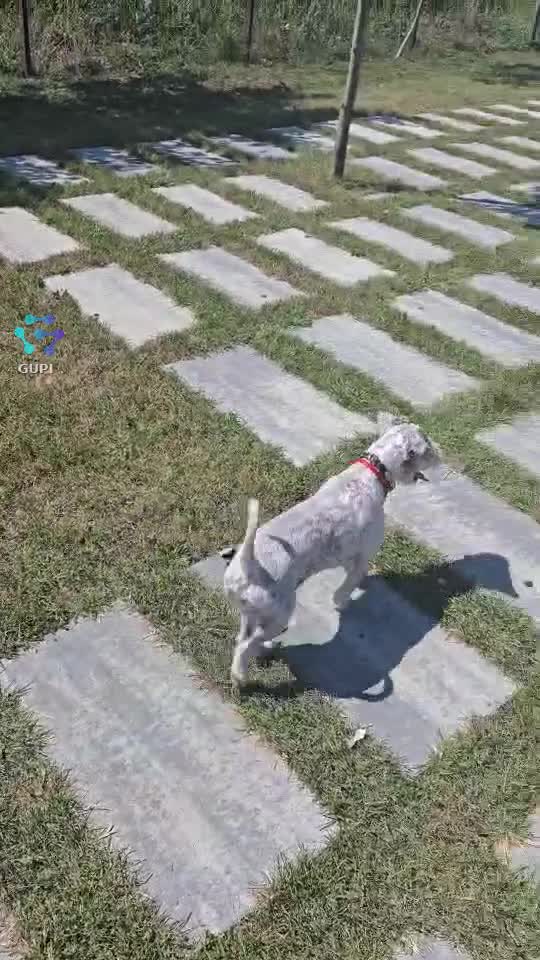 Original Sound - Pătrașcu Andree