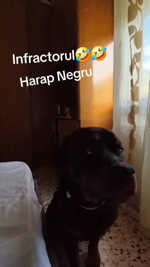 Infractorul Blade🤣🤣🤣!