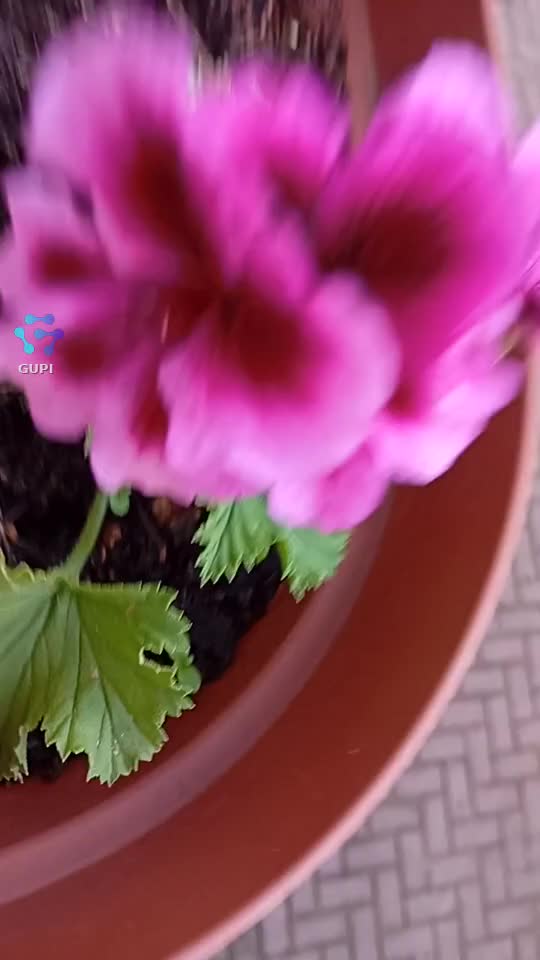 Video de @gupiuser158256