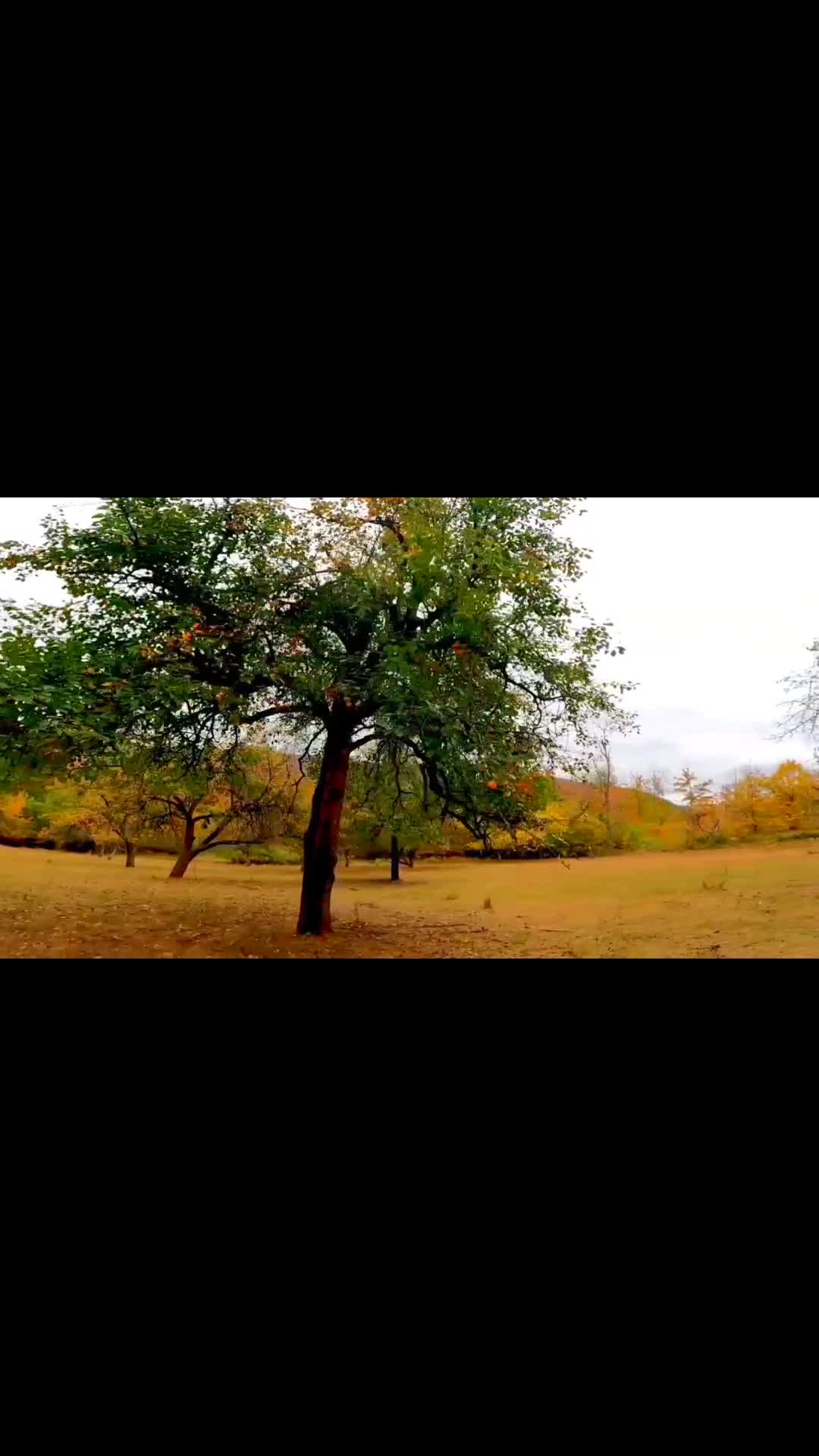Video de @FLRica06