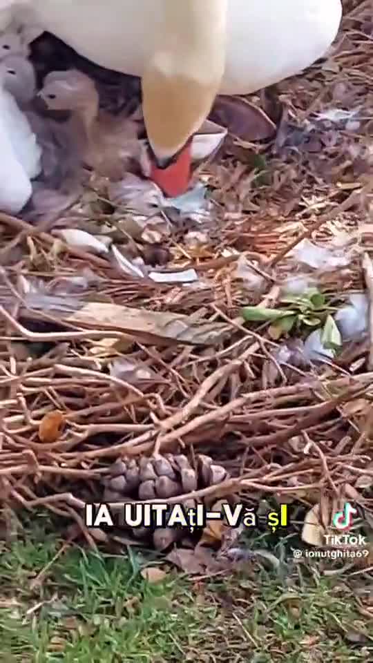 #firyou