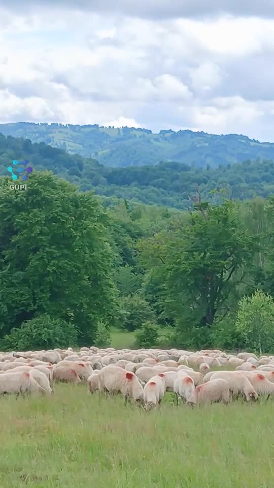 Video de @gupiuser164157