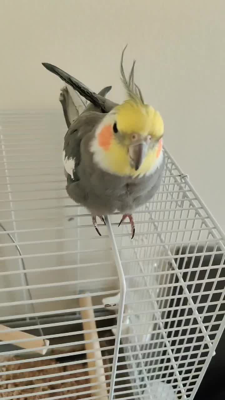 🦜COKO🦜     ăsări