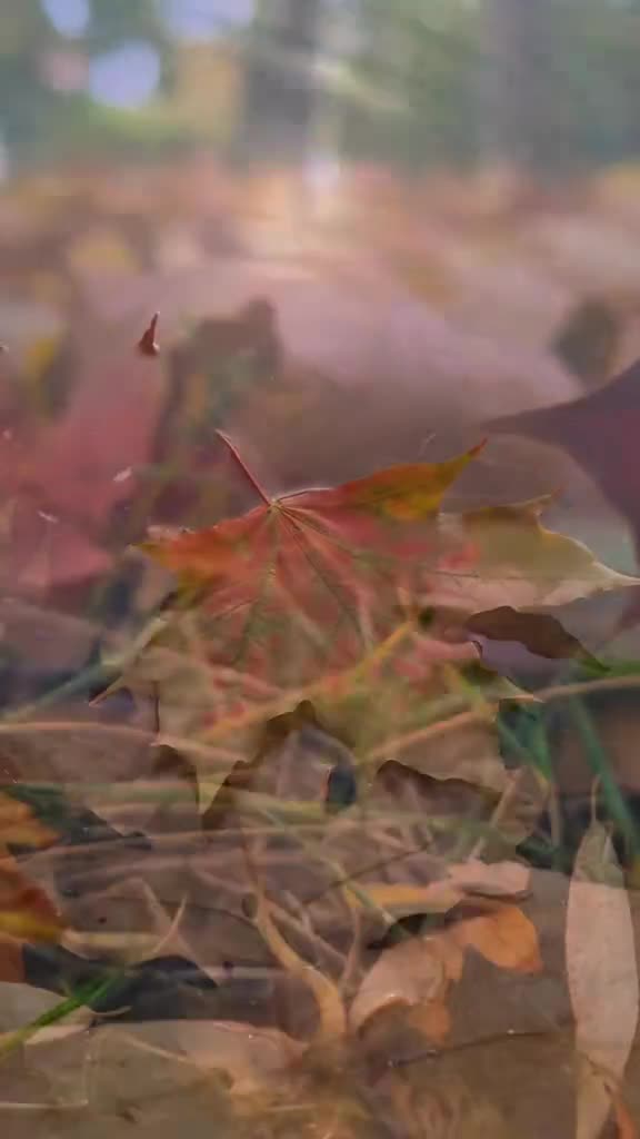 Video de @gupiuser822957