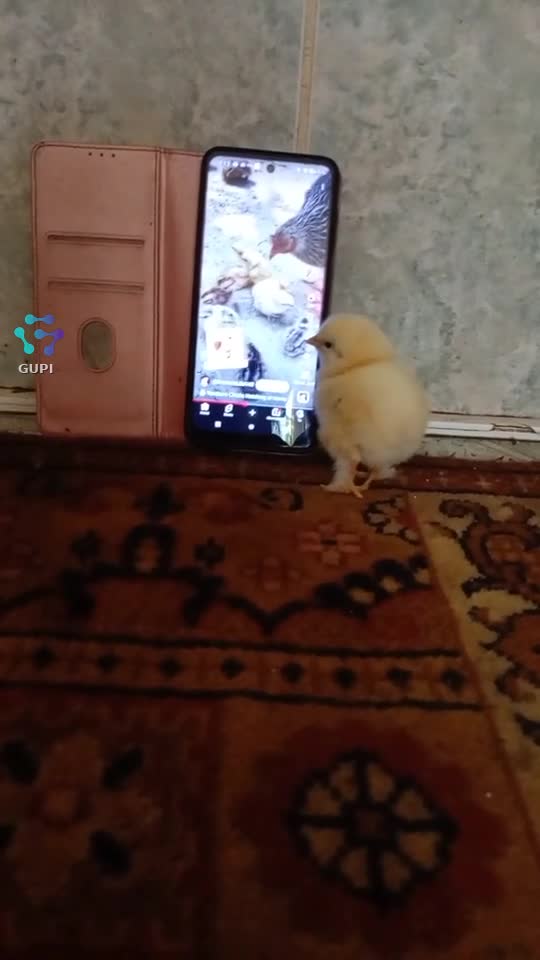 Video de @gupiuser155522