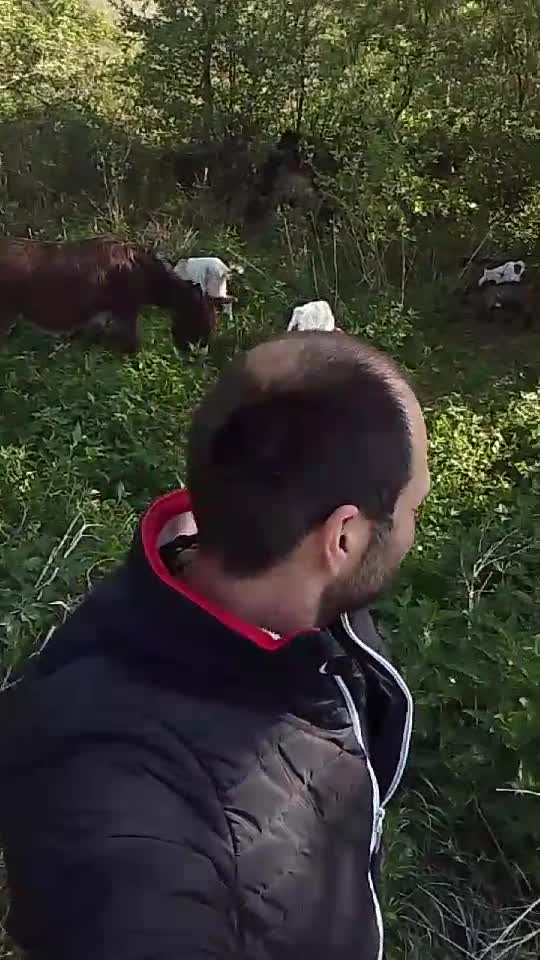 prin ograda