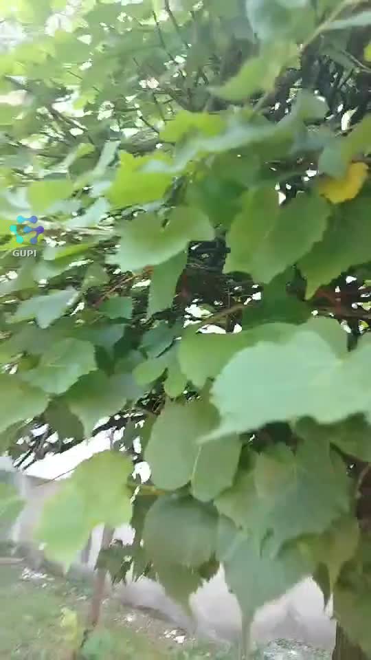 Video de @gupiuser153804
