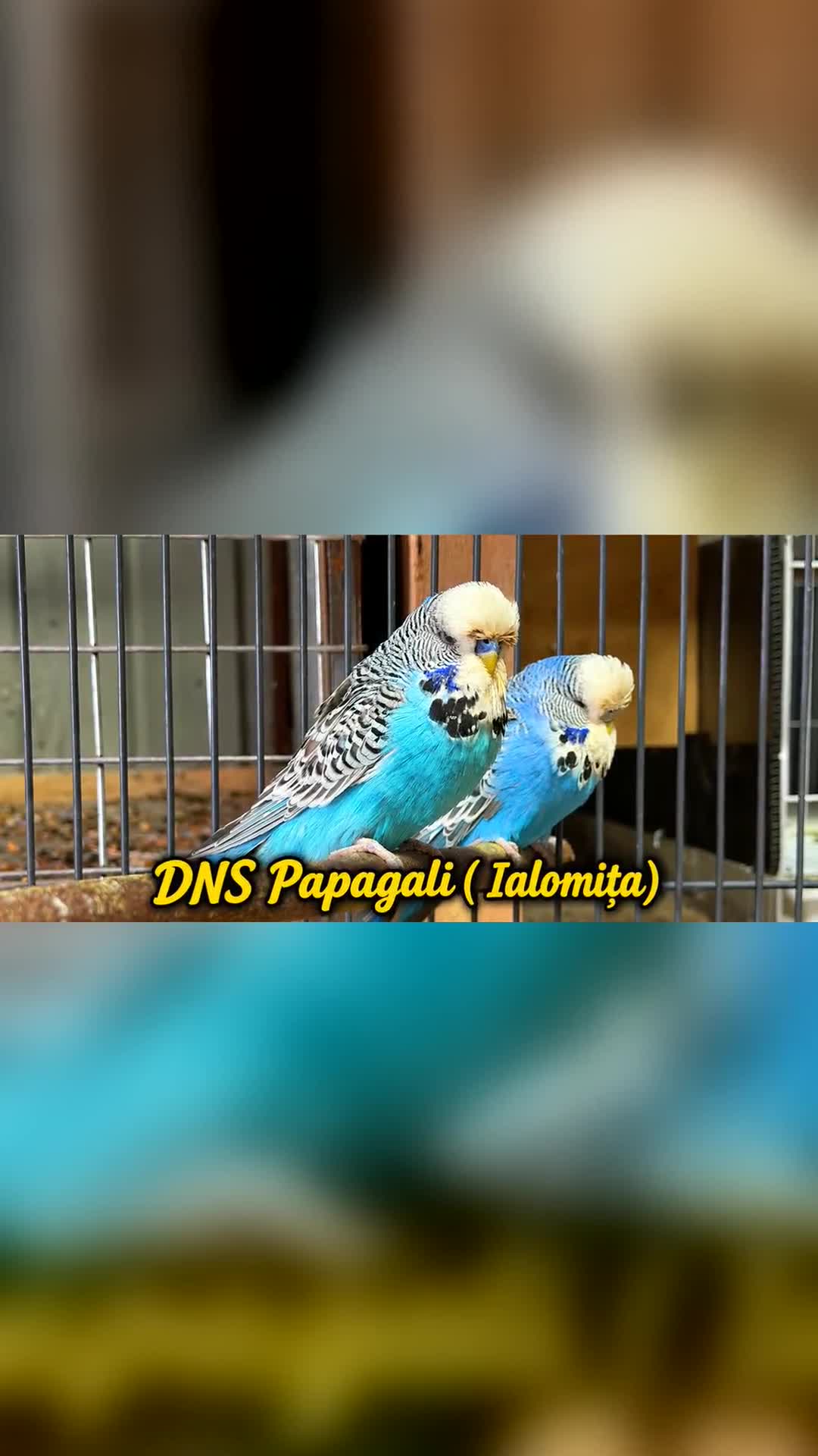 Video de @gupiuser1045017
