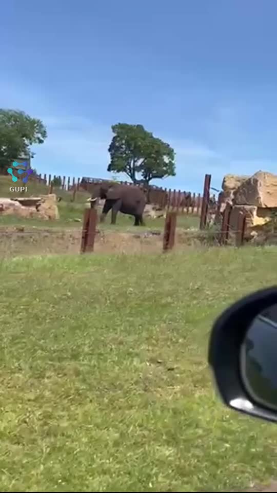 Video de @gupiuser141053