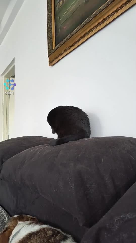 Video de @gupiuser164981