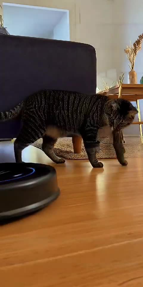 Cat Meeting the Robot Vacuum 😼🤖