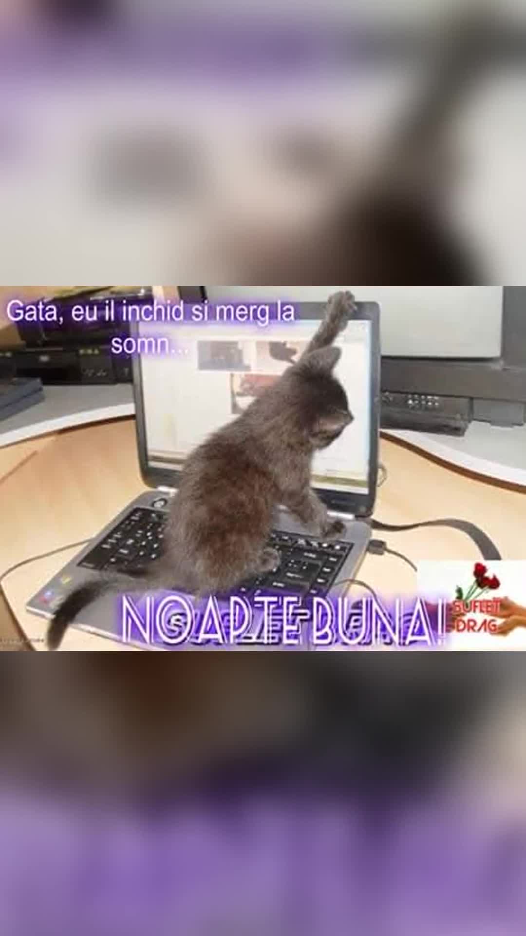 Video de @gupiuser1001804