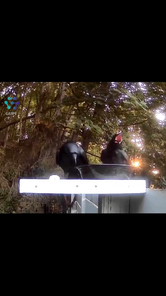 Video de @gupiuser573596