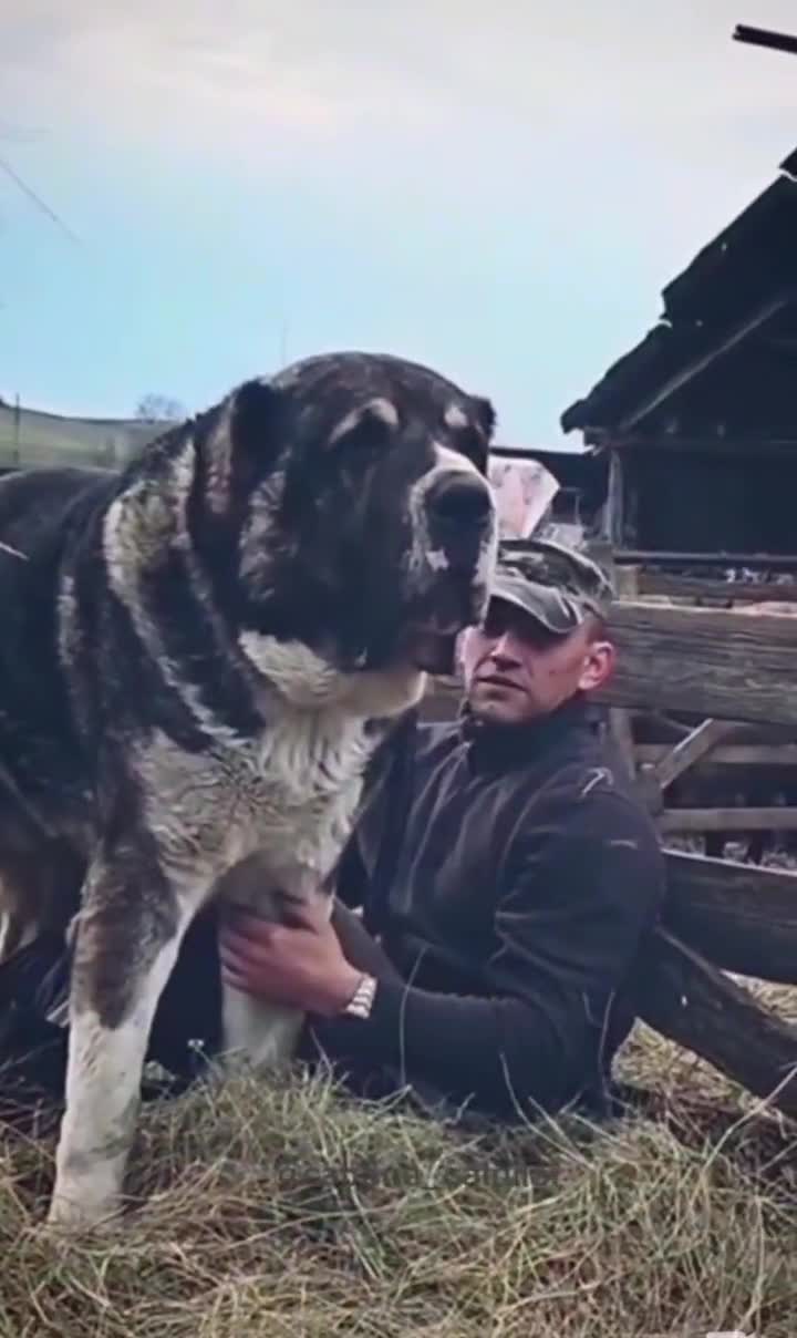 Giganți Asiatici crescuți cu pasiune de Sorin Traian Pojar
