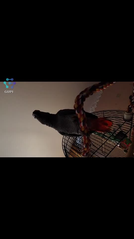 Video de @gupiuser158207