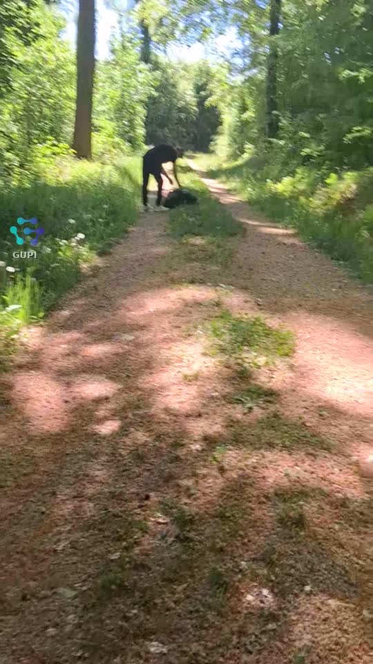 Plimbare prin pădure