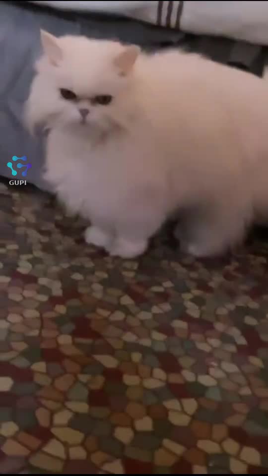 Ale ale