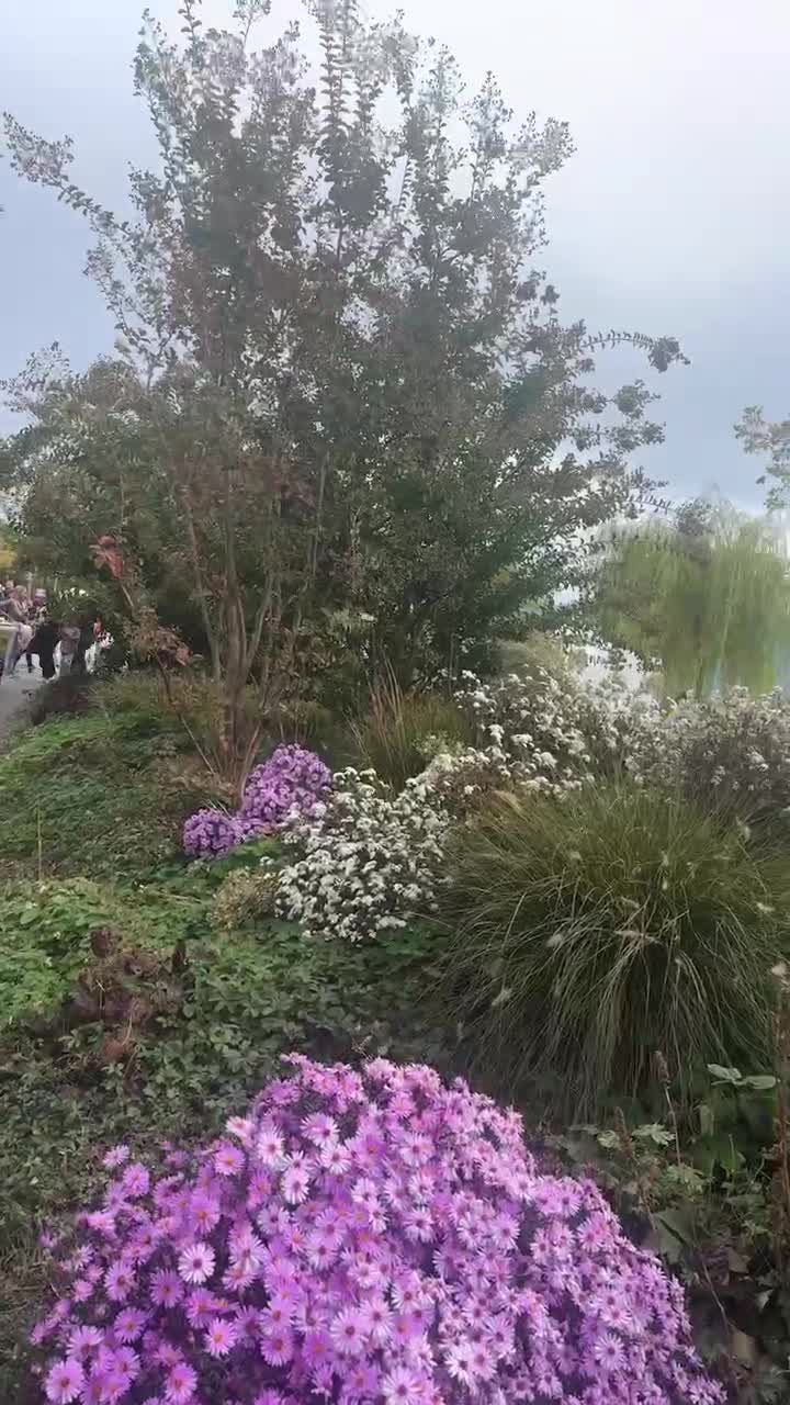 Video de @🇨🇭Vasile1805🇧🇪