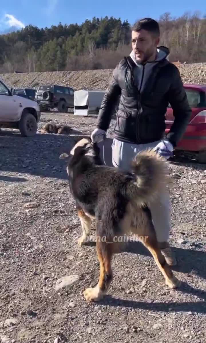 Asiatici frumoși la Expoziția Canină