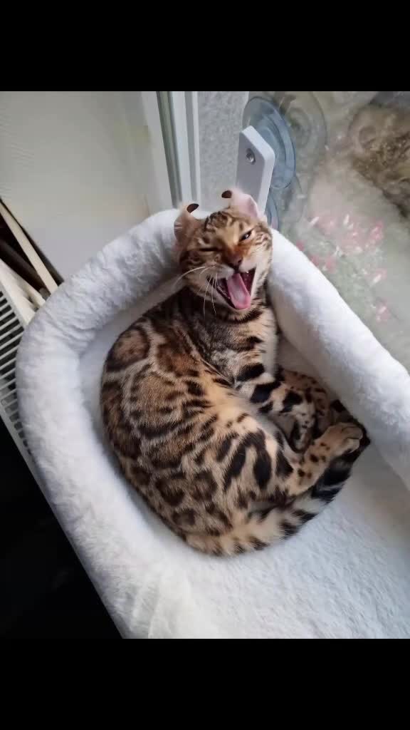 🐆🐆🐆🐆