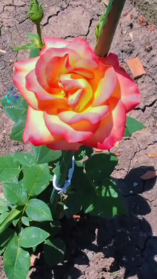 Video de @gupiuser365646