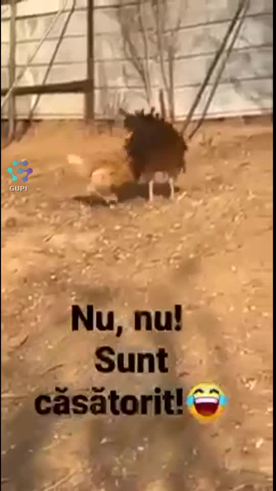 Video de @gupiuser100671