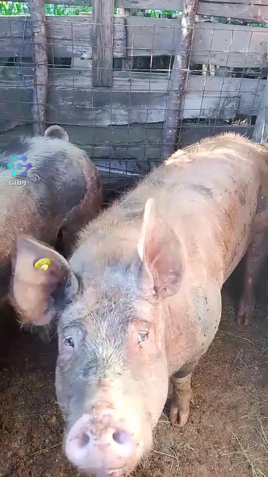 De vânzare pe raza municipiului Râmnicu sărat jud Buzău Loc Fotinu Comuna Râmnicelu pentru detalii contactați mă pe watap la Nr de telefon 0769787487