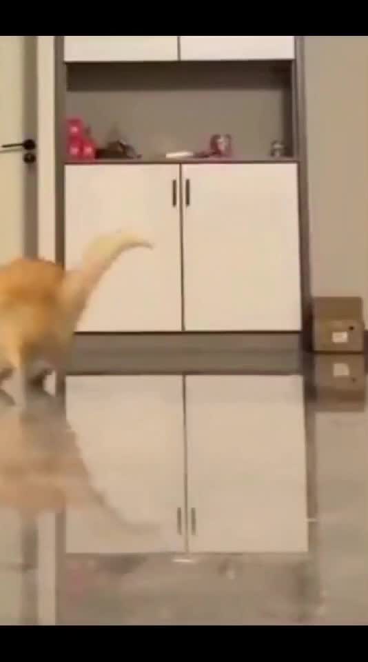 funnyvideos